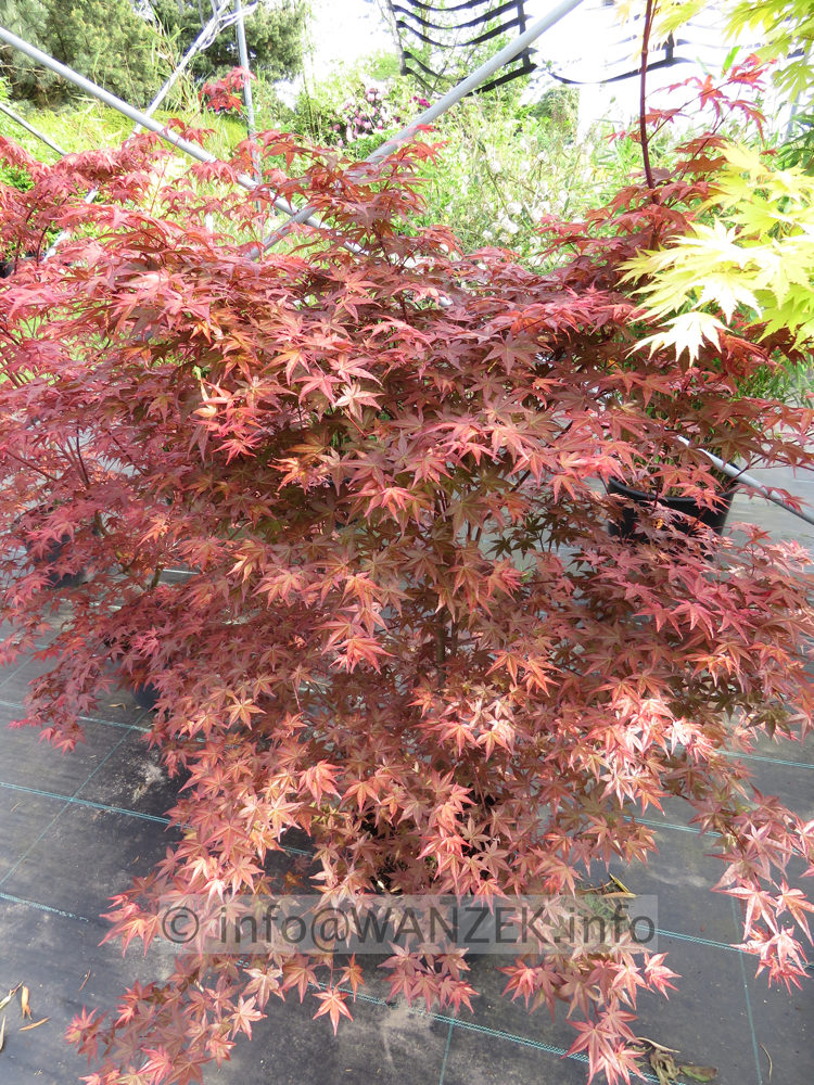 Acer palmatum De shohjoh im Austrieb01.JPG